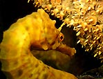 The coy seahorse