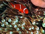 Swift Anemonefish