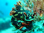 Nembrotha kubaryana