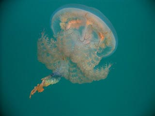 Beautiful Jellyfish