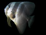 Tall-fin Batfish