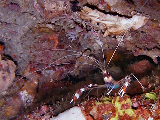 Banded Shrimp