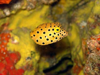 Juvenile Boxfish