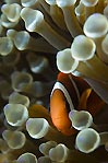 Anemonefish