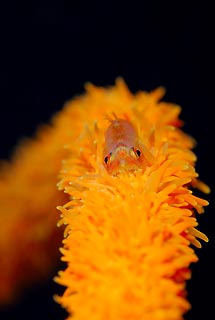 Whip Coral Goby