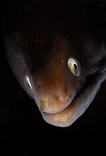 Moray Eel