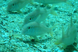 Goatfish