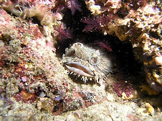 Frogfish