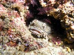 Frogfish