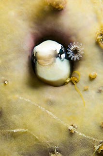 Fang Blenny