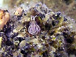 Little Blenny