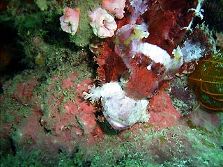 Scorpionfish