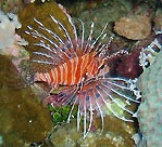 Lionfish 2