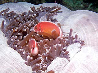 Pink Anemonefish