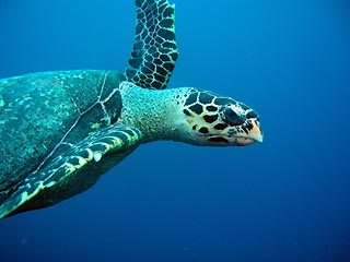 Swimming Turtle