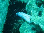 Albino Moray Eel