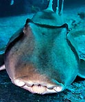 Port Jackson Shark