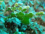 A couple of Robust Ghost Pipefish, male and female, Sulawesi