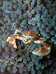 A Porcelain Crab in its anemone, Sulawesi