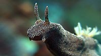 Close-up of a Glossodoris stellatus, Sulawesi