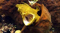 A yellow frogfish yawning at Rainbow, Sulawesi