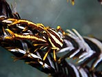 A Crinoid Crab on its featherstar, Sulawesi