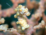 Yellow colour variation of Hippocampus bargibanti, Sulawesi