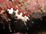 Chromodoris fidelis at Police Pier, Sulawesi