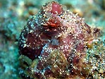 A small Blue-ringed Octopus, Sulawesi