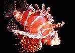 Dwarf Lionfish