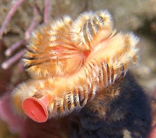 Fan Worm