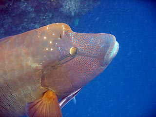 Napolean Wrasse