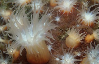 White Anemone