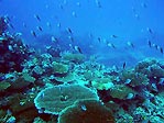 Underwater landscape at Toberua, Fiji