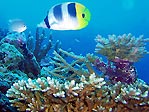 A butterflyfish at Toberua, Fiji