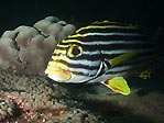 Oblique-banded Sweetlips (juvenile)