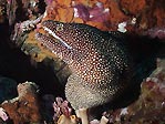 White-mouth Moray