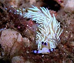 Nudibranch