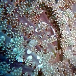 Anemone Shrimp