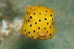 Yellow  Boxfish