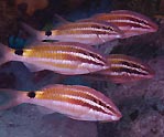 Black-spot Goatfish