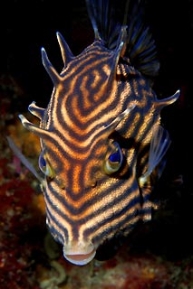 Shaw's Cowfish (female)