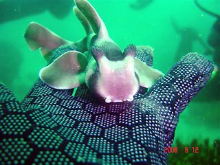 Juvenile Crested Hornshark