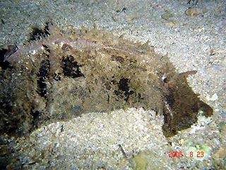 Seahare at Fairy Bower