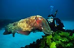 Giant Cuttlefish