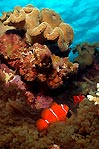 Spine-cheek Anemonefish