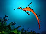 Weedy Seadragon