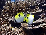 Teardrop Butterflyfish (Chaetodon unimaculatus), Lady Elliot Island