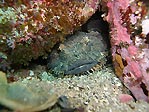 Frogfish