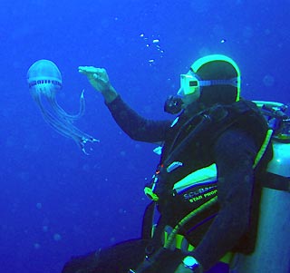 Jellyfish in Vanuatu